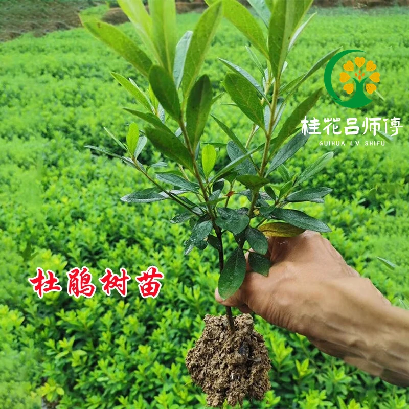 四季常青杜鹃球盆栽庭院绿化树苗毛杜鹃春鹃夏鹃紫鹃映山红树苗