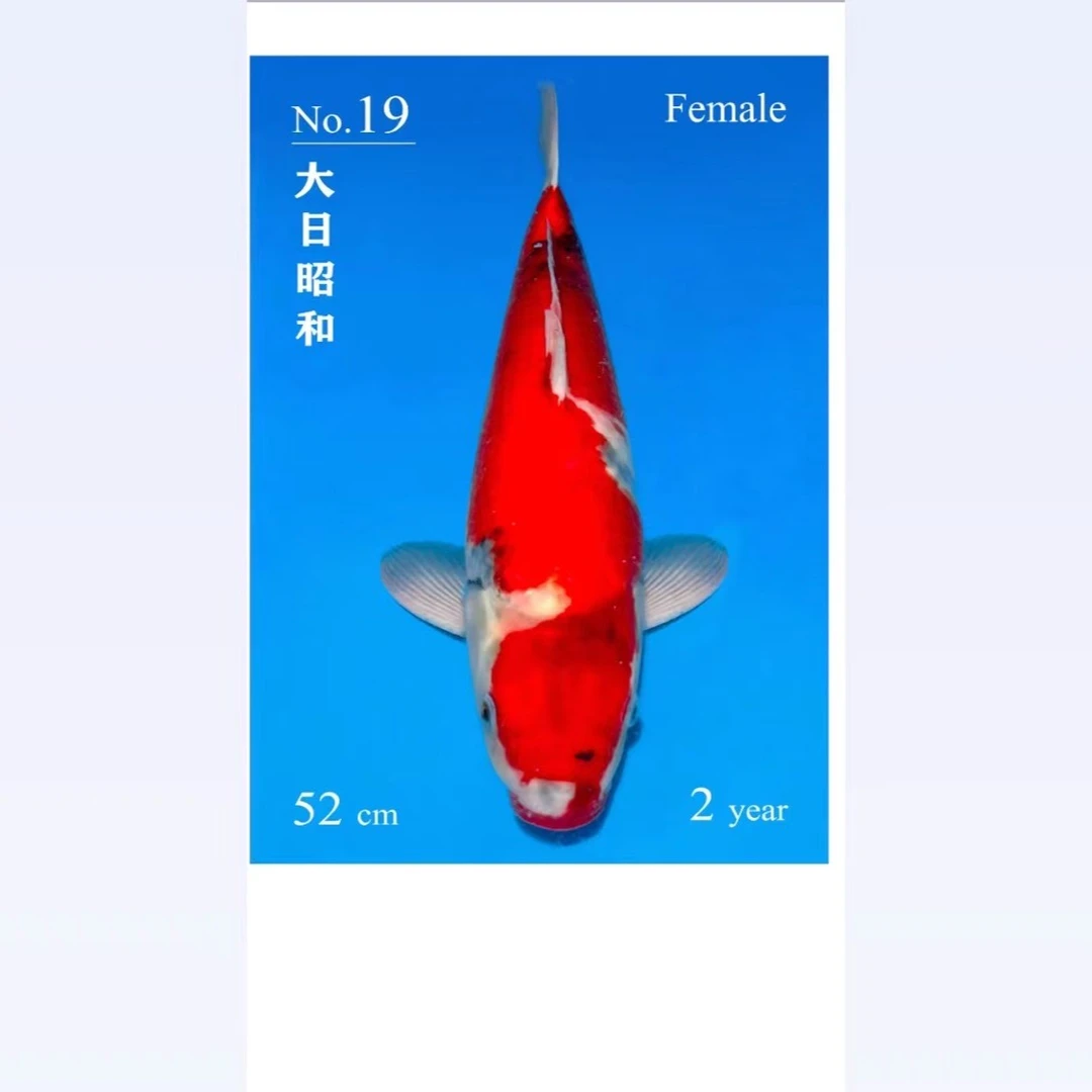 锦鲤鱼/ 50cm-90cm