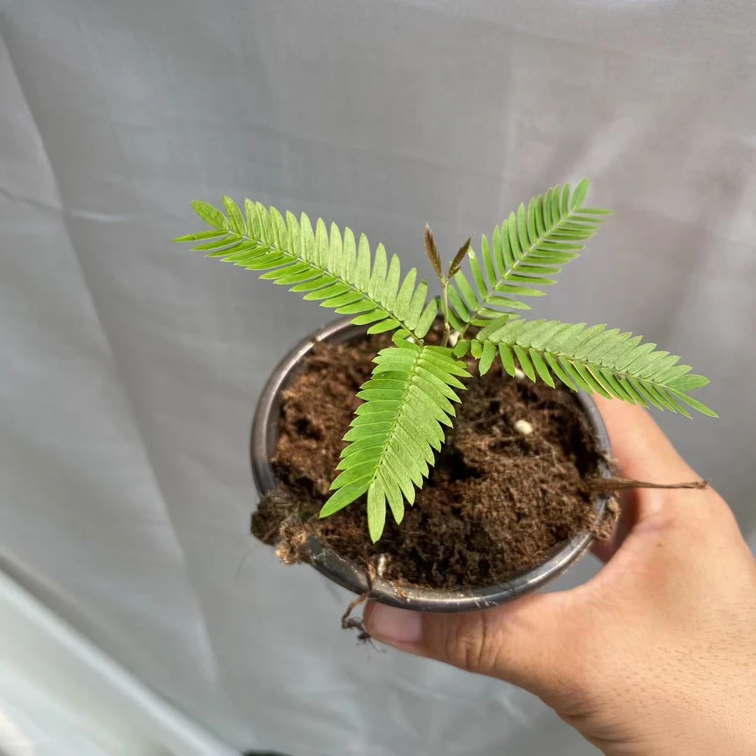 密叶猴耳环网红趣味ins风绿植小棵（不包叶损）