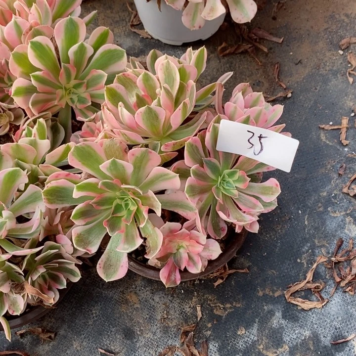 潇**洒                      4颗