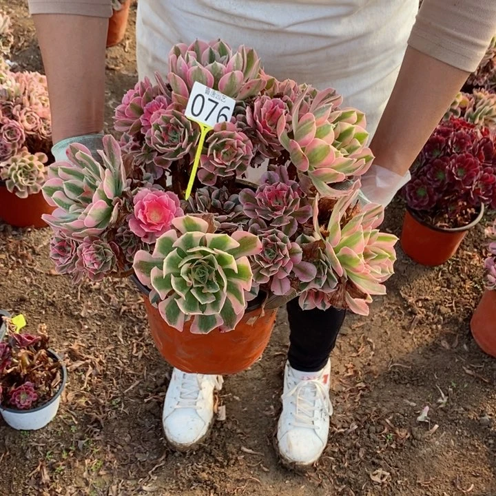 5号。 粉。   076