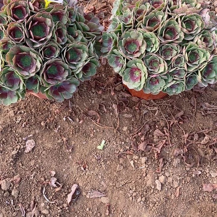 东***剧         1号万，。  125