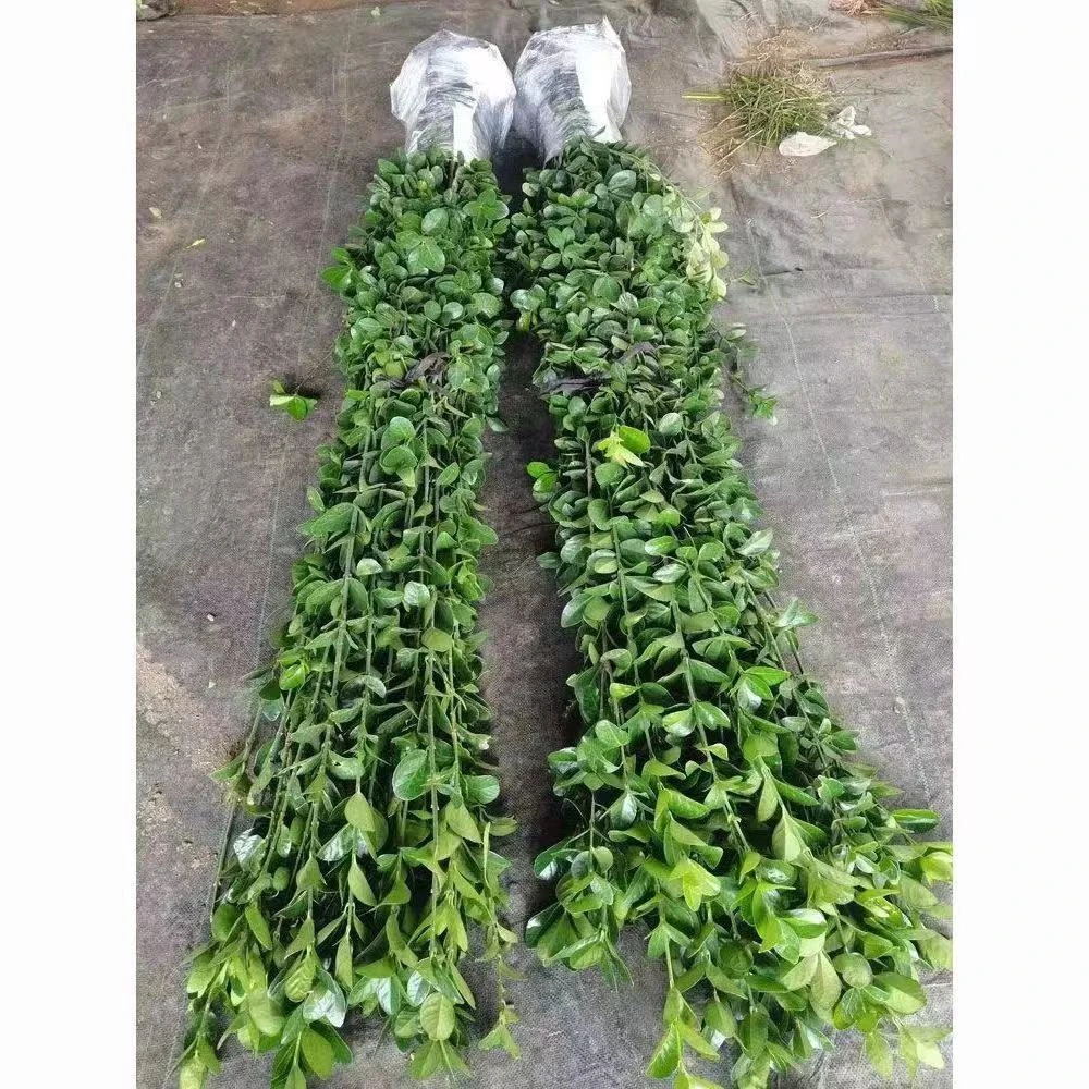 北海道黄杨冬青庭院绿篱篱笆围栏四季常青冬青树苗耐寒植物