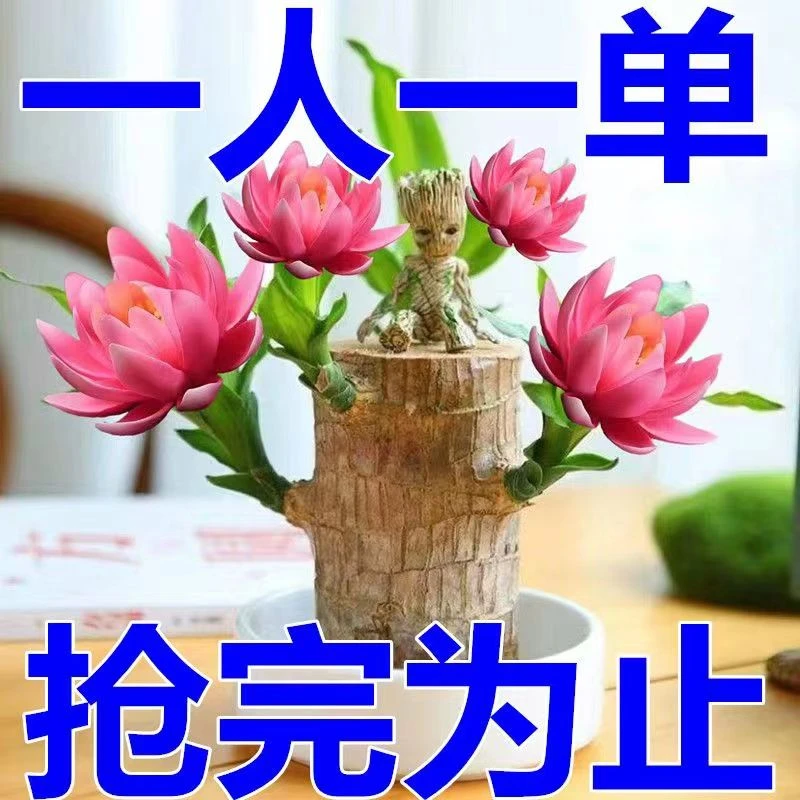 【养养开花】季节进口新巴西木幸运木开花水培植物室内水养绿植盆栽