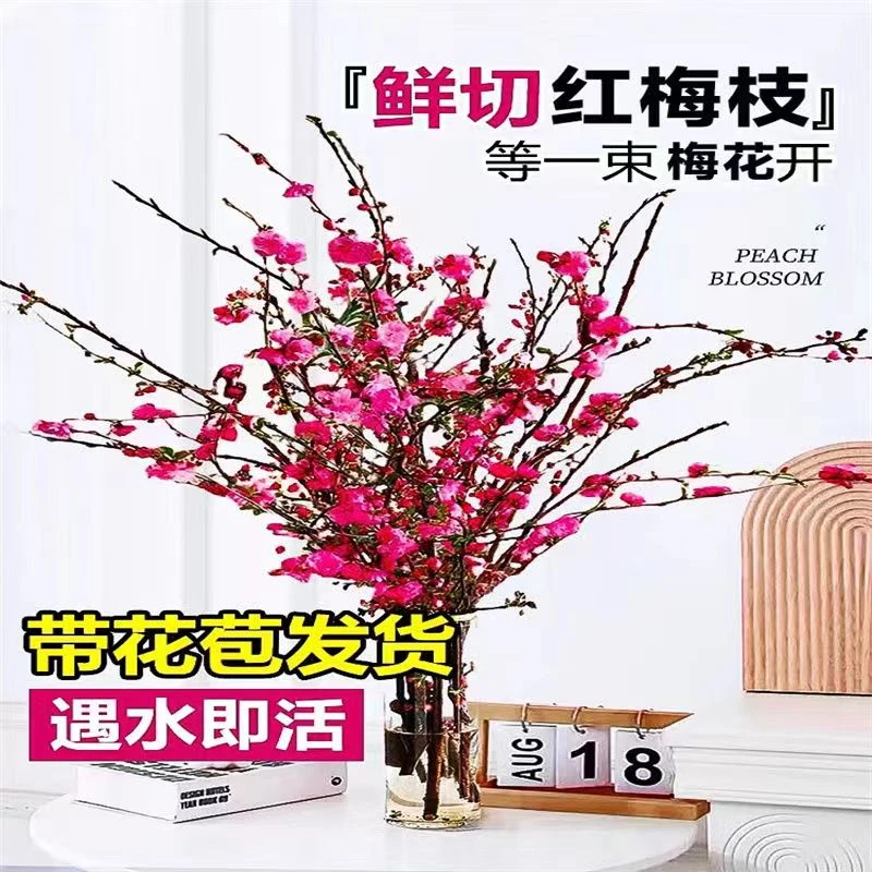 【春节开花】新鲜切鲜枝红梅带花苞红梅花枝室内耐寒好养活新年花开