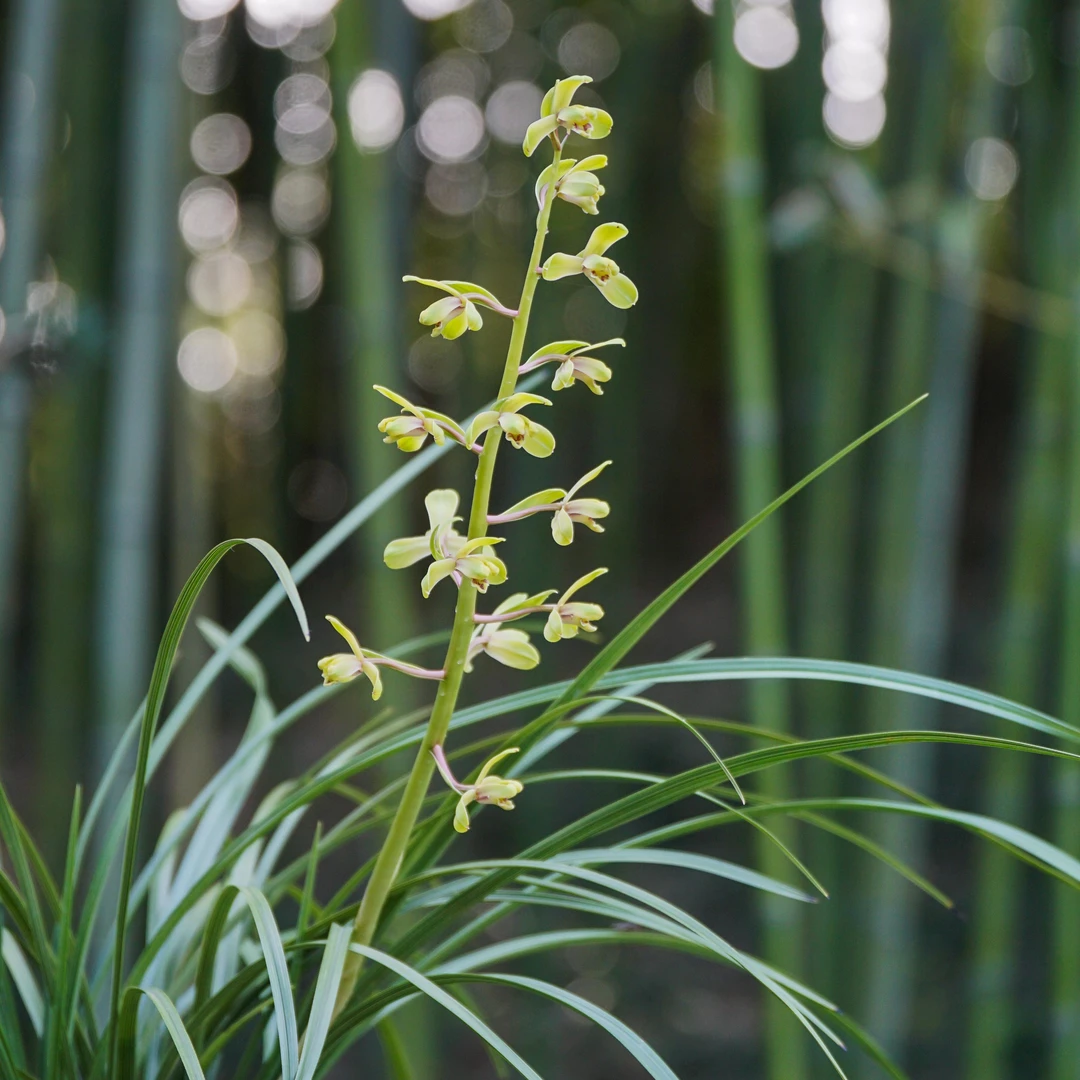 崔梅(三苗起售)|芸蔚兰苑·蕙兰经典铭品 兰花
