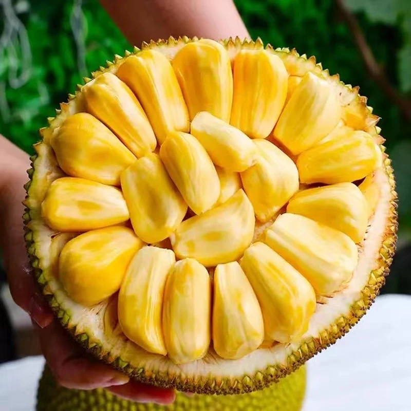 菠萝蜜6.5-8.5kg/个