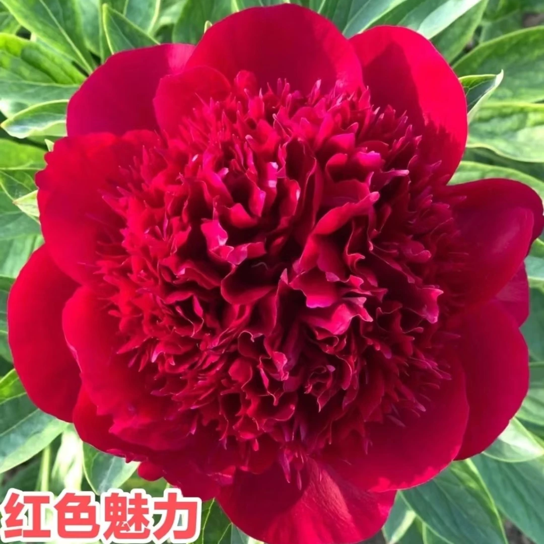 红色魅力苗开花耐寒根块室外牡丹花苗庭院阳台盆栽花卉客厅大全