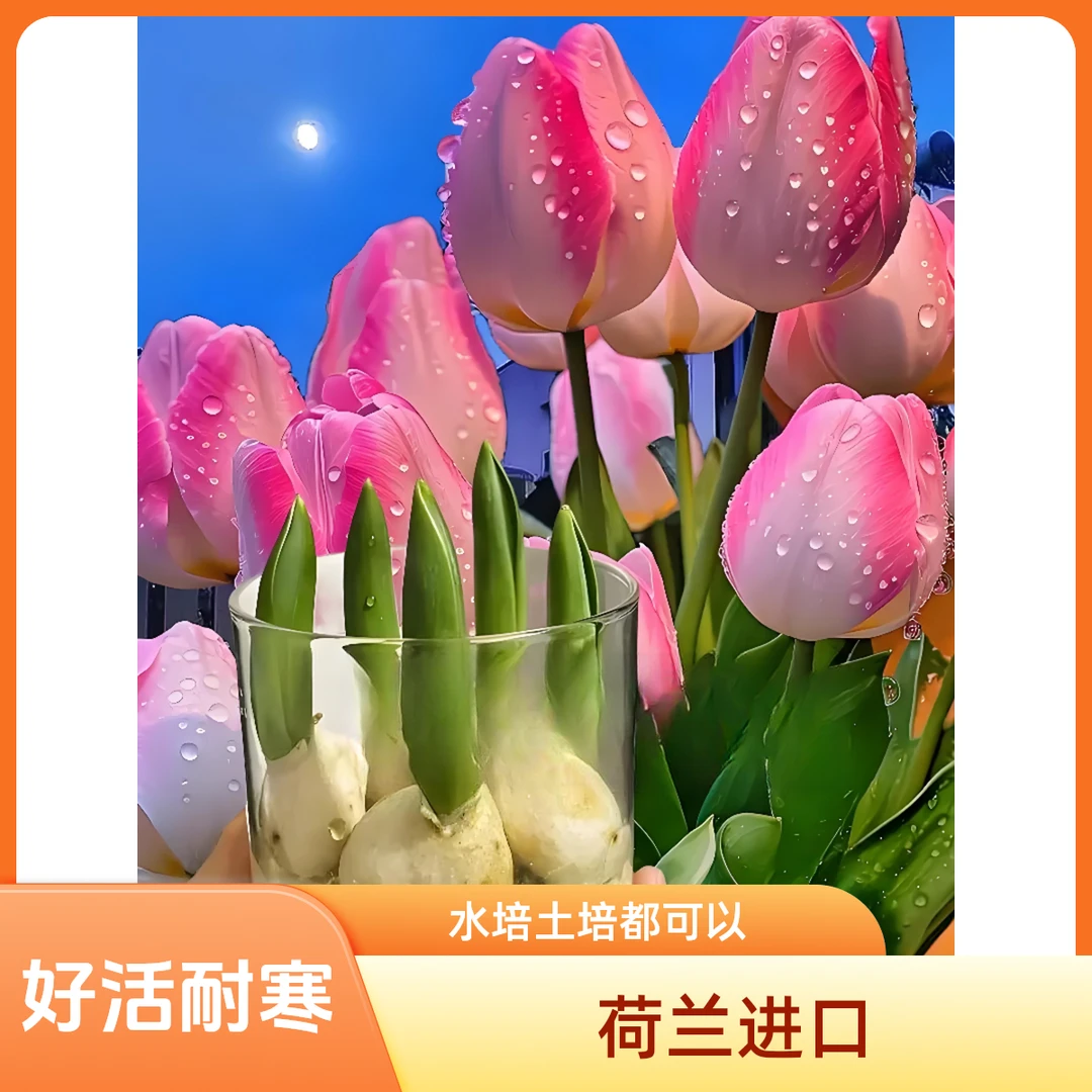 5度球郁金香种球自然球荷兰进口水培土培好活耐寒阳台观赏四季