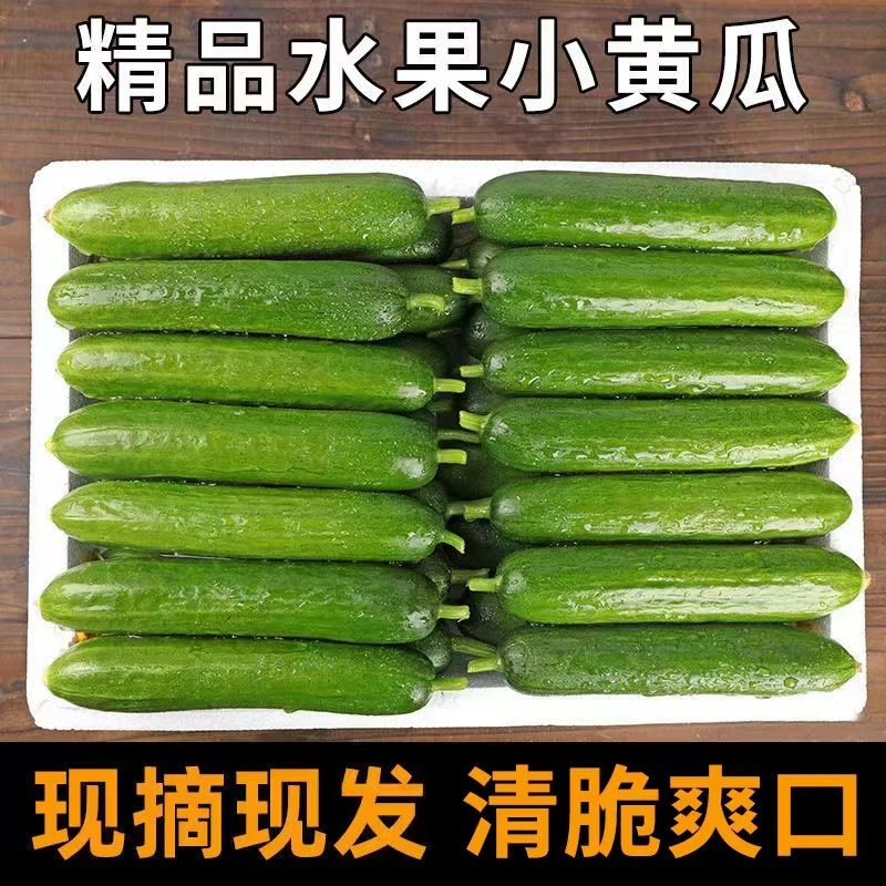 【现摘现发】水果小黄瓜荷兰生吃批发新鲜山东小青瓜3/5斤1-2斤爽1