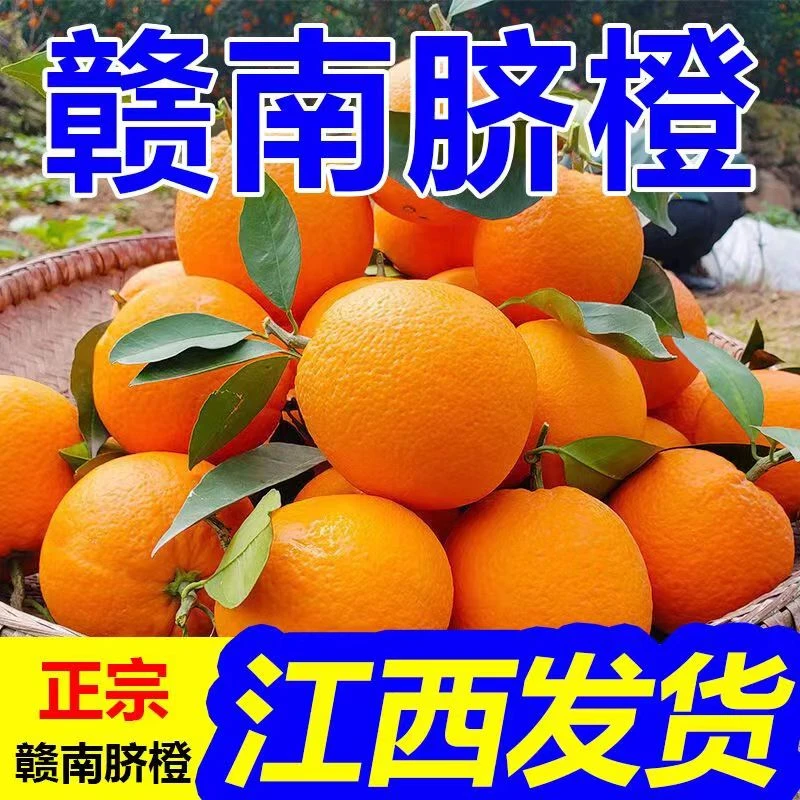 现摘农家产地当季正宗脐橙新鲜橙子宝妈香甜水果非榨汁橘赣南脐橙
