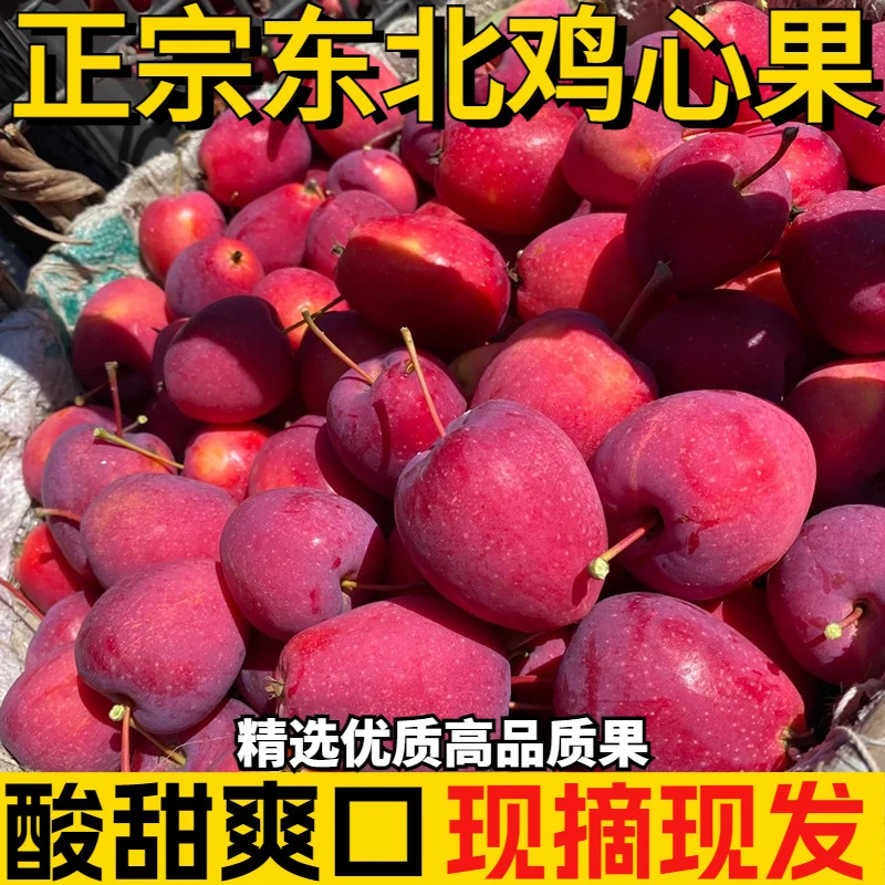 东北鸡心果海棠果新鲜现摘小苹果锦绣海棠果香脆多汁产地直发1斤