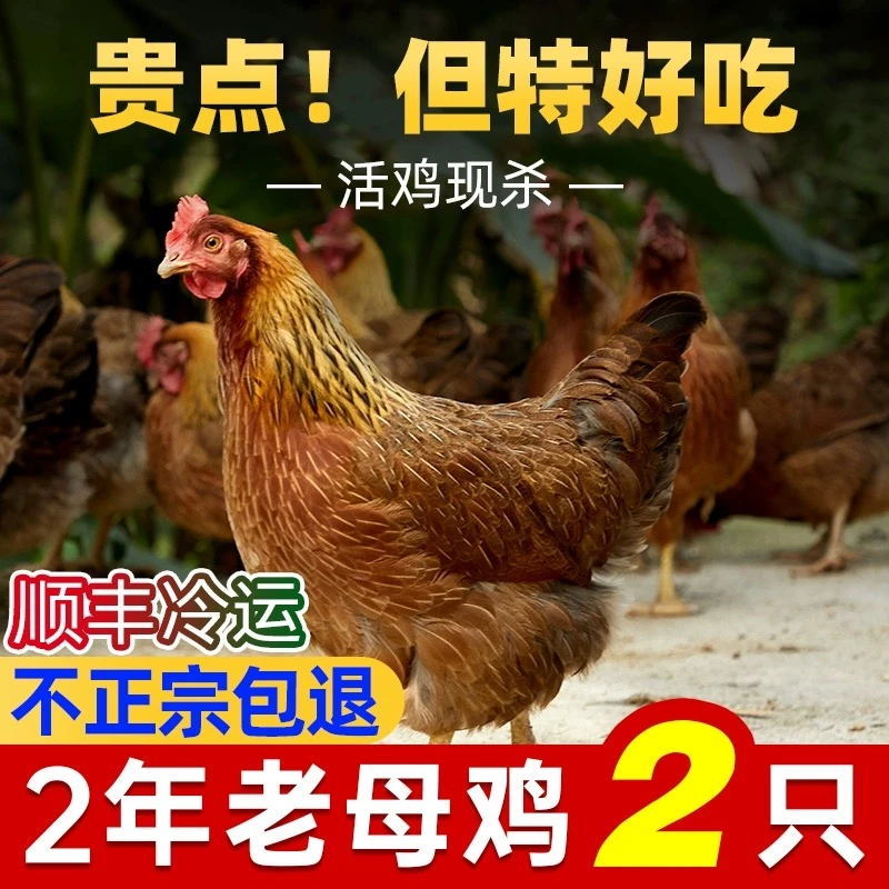 拍一发二竹林散养谷物喂养走地老母鸡邙山土鸡现杀现发月子炖汤整