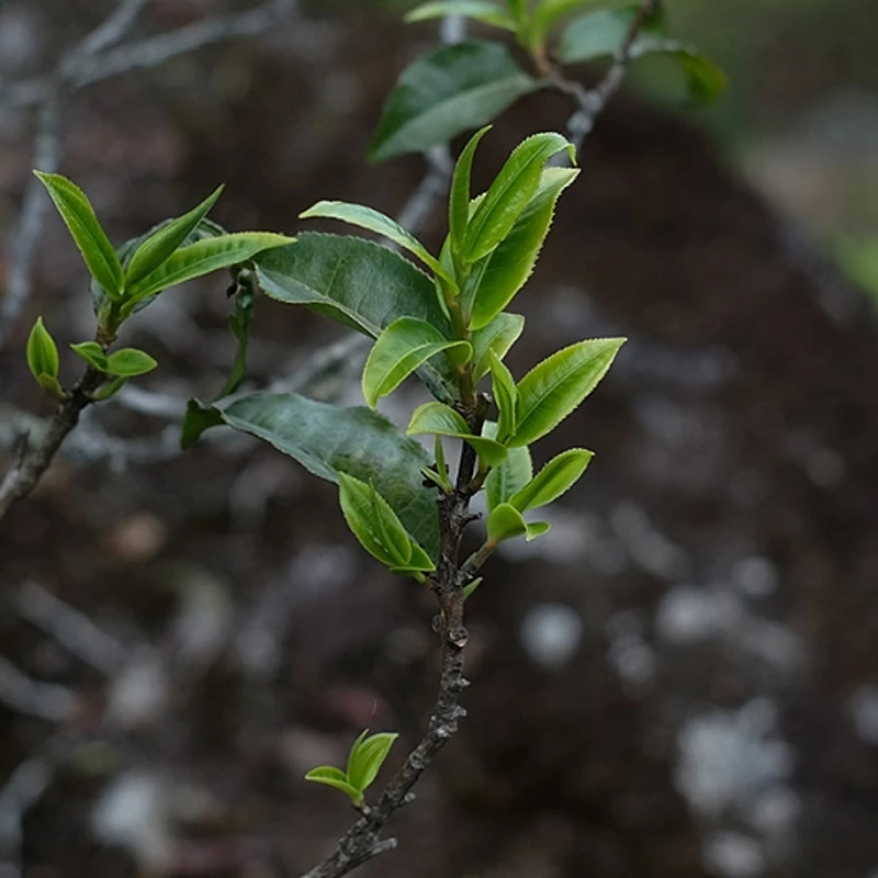2012年老班章茶王地单株   古树茶  生茶 散茶 7g 拆封不退