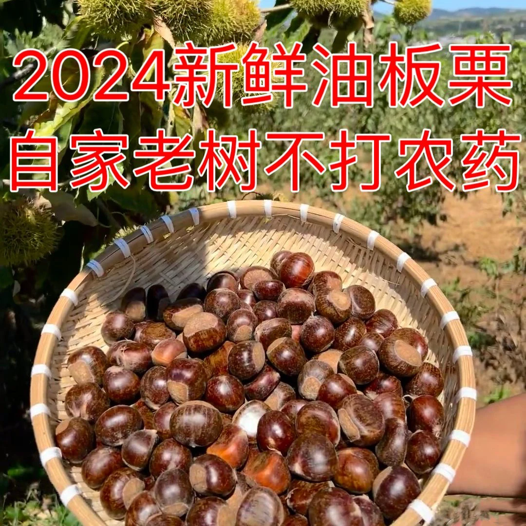 信阳高山老树油栗子生吃脆甜熟吃粉糯香甜