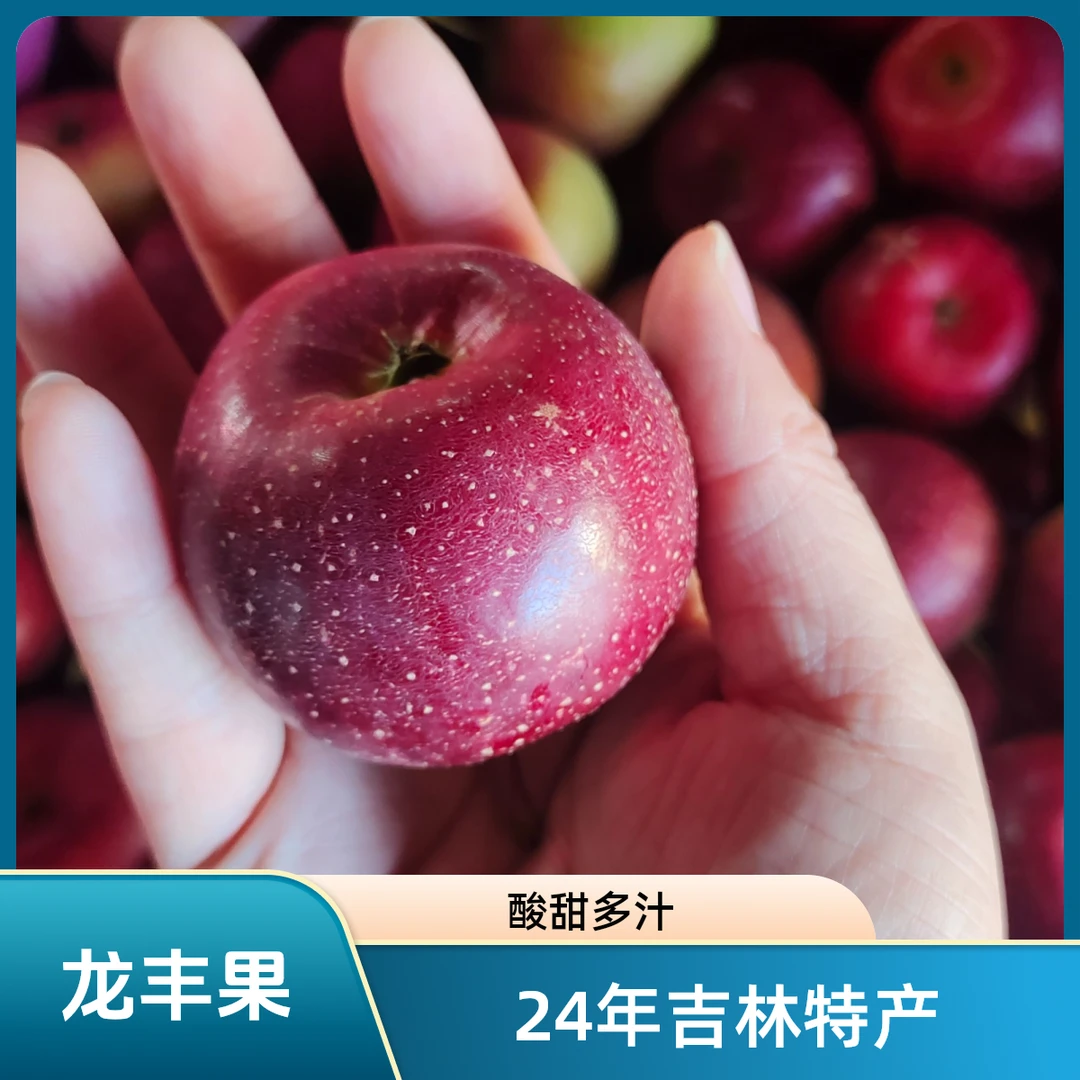 24年龙丰果 酸甜多汁 果味浓郁 自然成熟 新鲜采摘