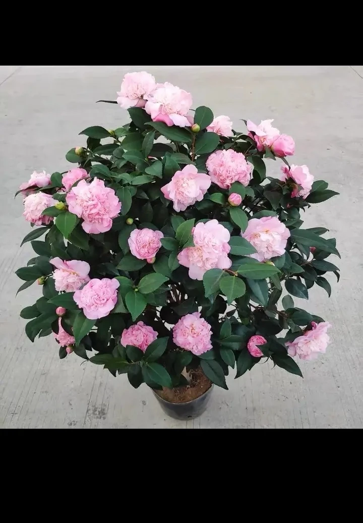 香妃茶花适合新手养护开花香味十足