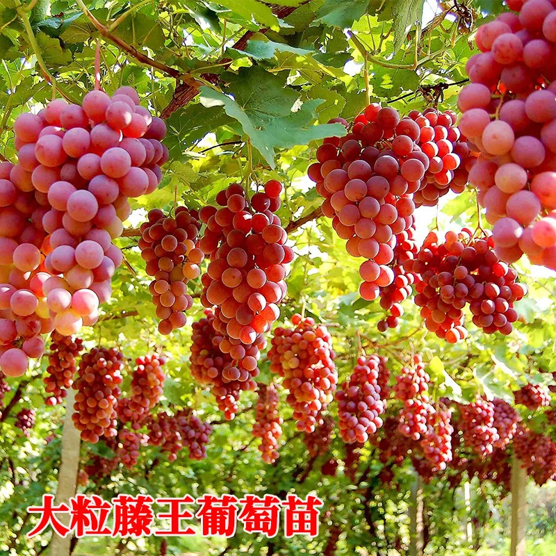 【买一送一】新品种大粒藤王蓝宝石葡萄树苗蓝宝石南北方种植盆栽
