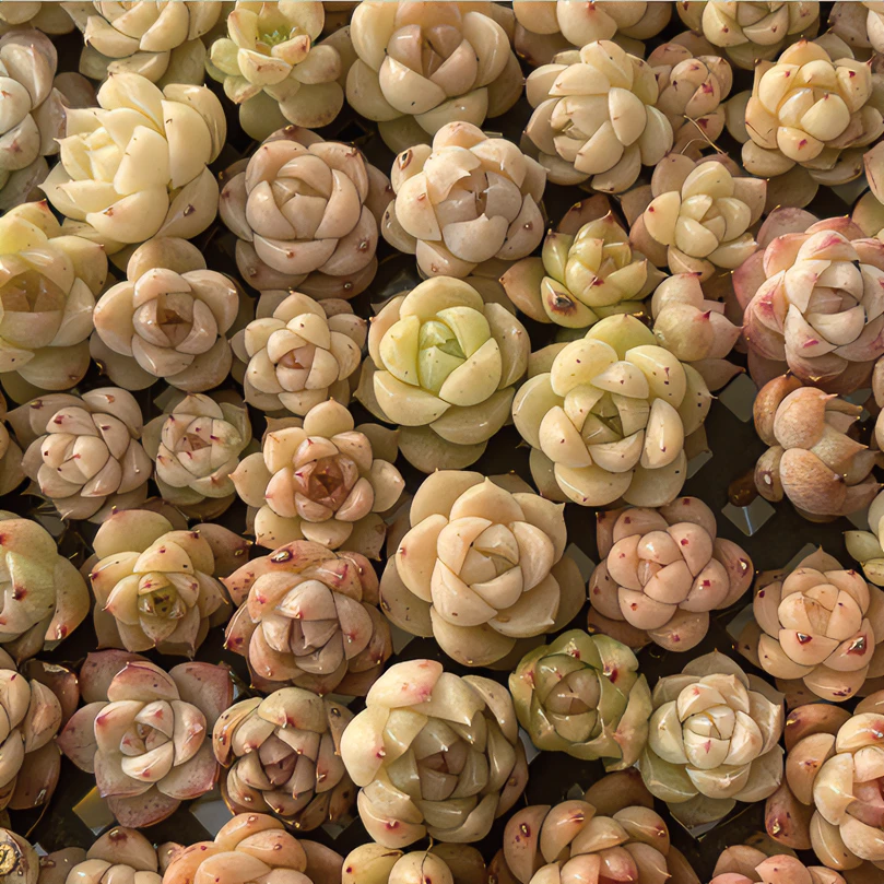 福福多肉花园一物一拍链接51-100