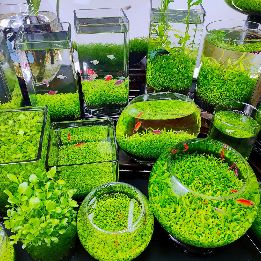 水草种子水草缸生态微景观专用水培植物生态网红玻璃鱼缸