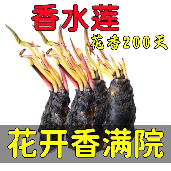 混合睡莲净化空气睡莲根块好成活四季种植水培植物包赔耐寒耐热