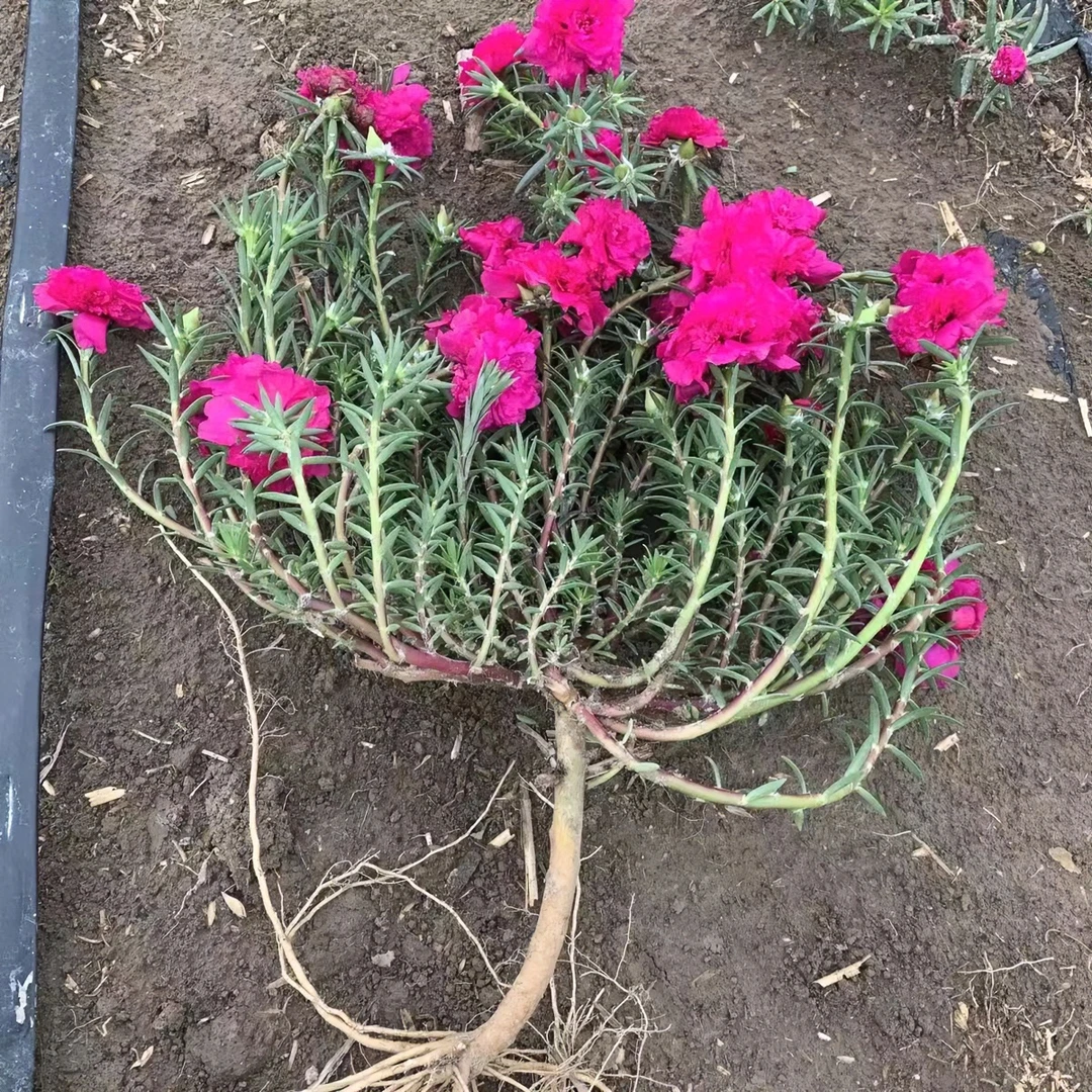 买一发五，玫红王带根带枝条重瓣太阳花四季开花盆栽地栽阳台庭院