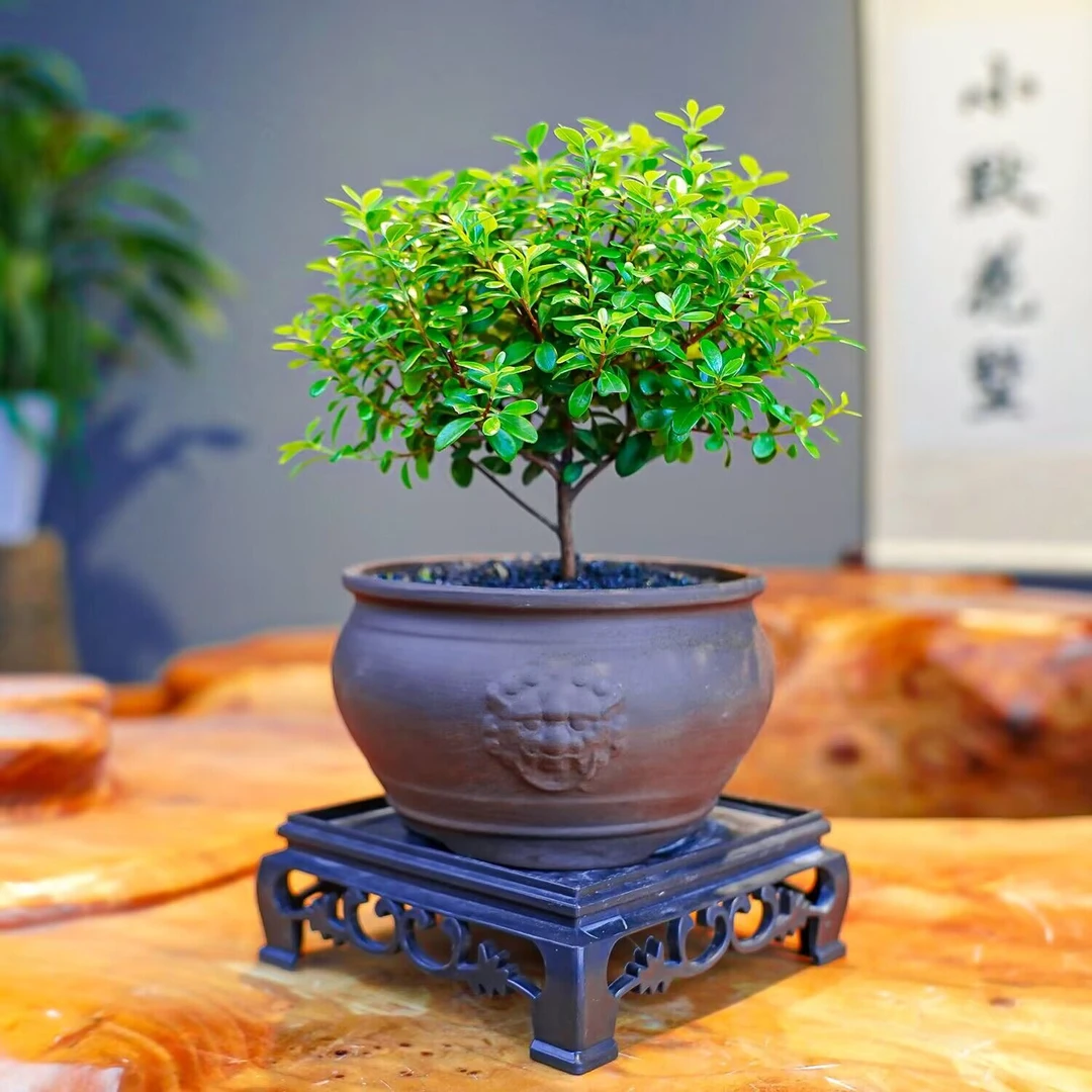 【小叶赤楠】客厅桌面室内小盆景盆栽整体高度~15cm