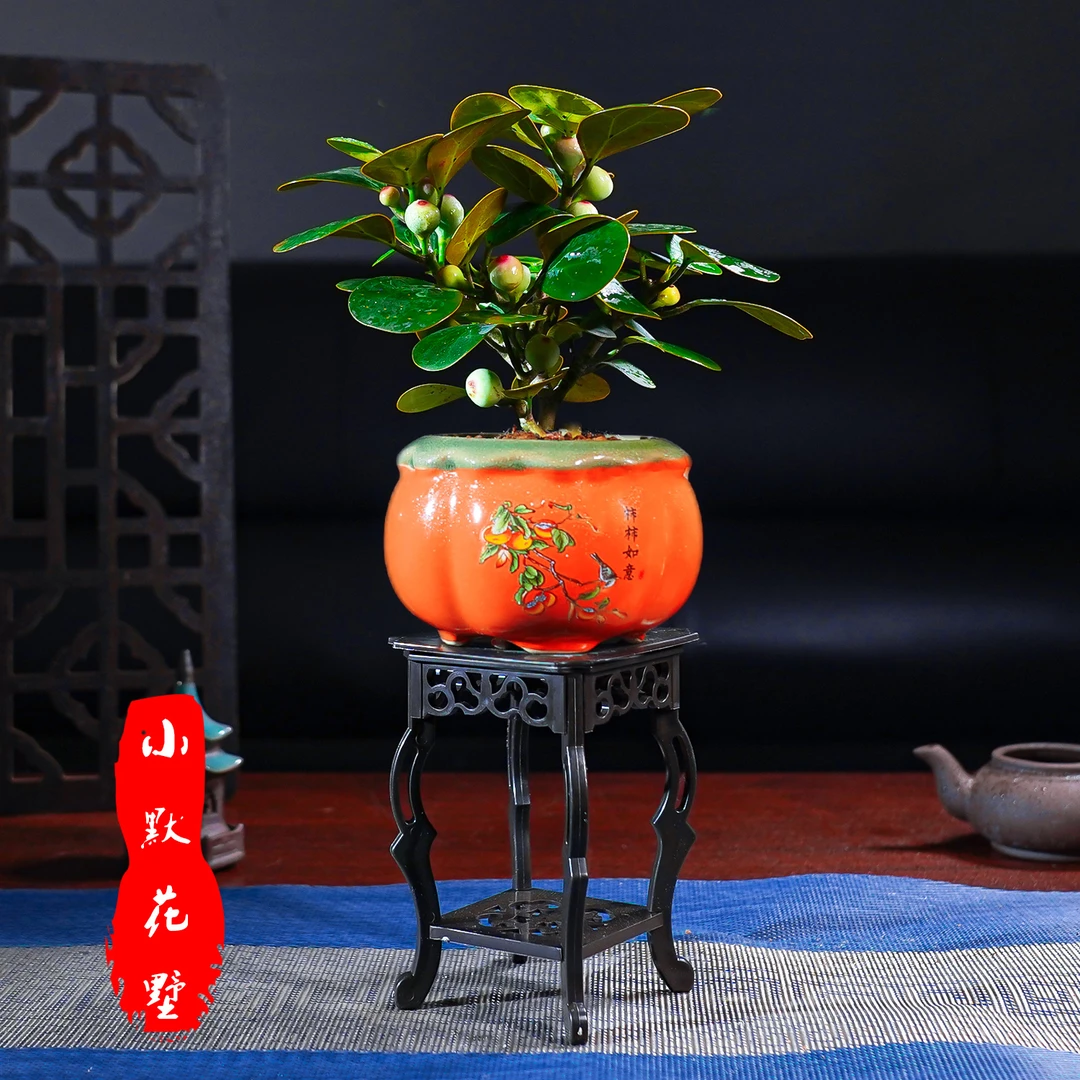 小默花墅【带果发货】一叶一菩提柿柿如意陶瓷盆室内挂果盆栽造型款