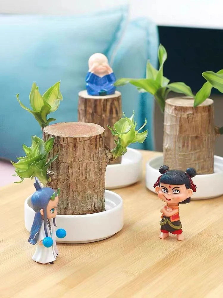 巴西木养殖点缀养护实拍展示优选清新植物幸运木多种开花优美水培