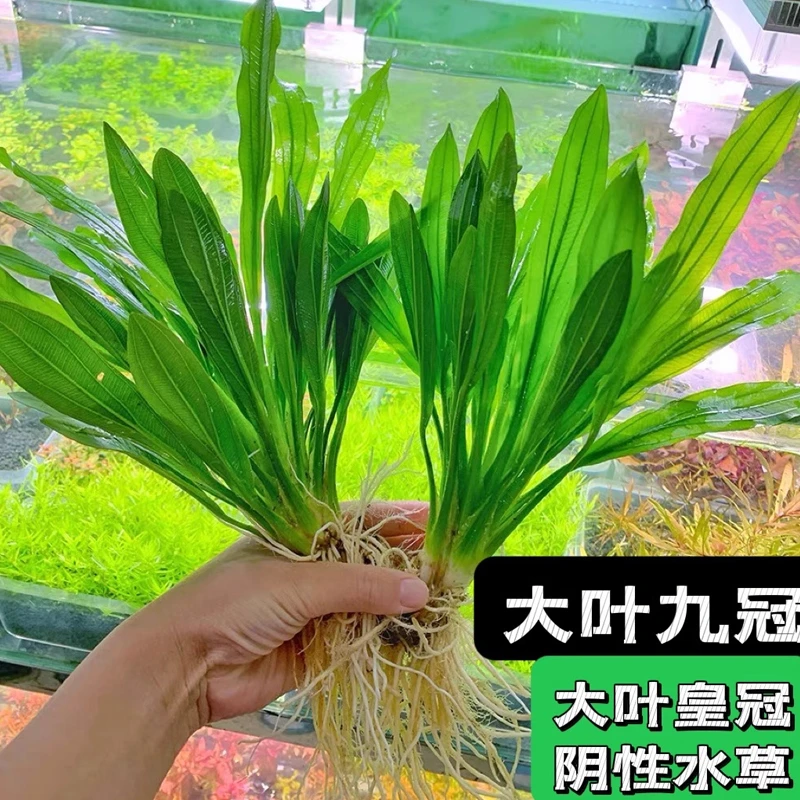 大叶绿九皇冠草迷你九中后景阴性真水草鱼缸活体淡水植物懒人水草