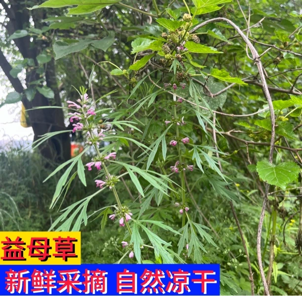 正宗本地红花益母草150克起拍