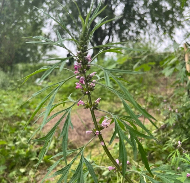 正宗本地红花益母草150克起拍