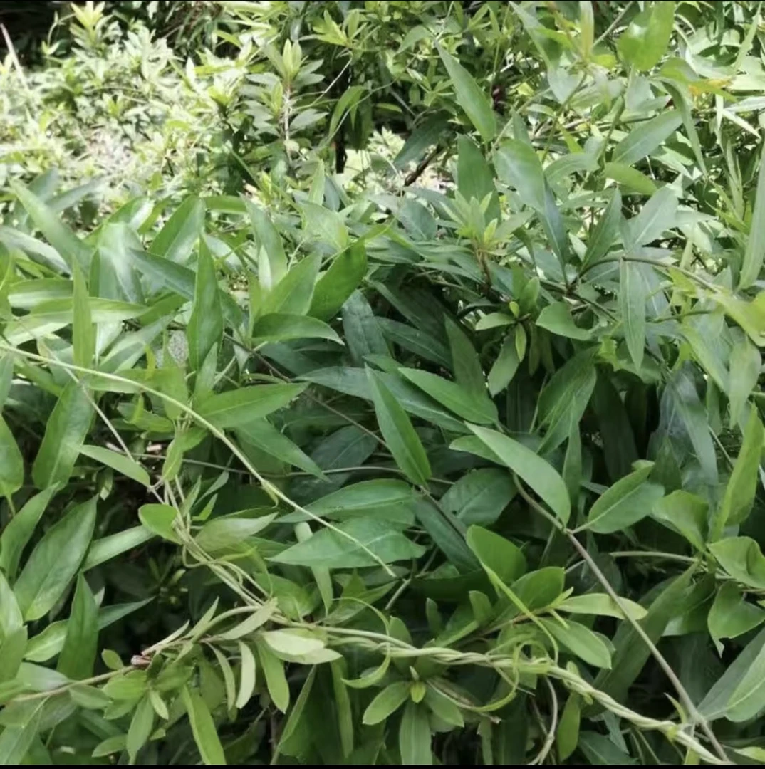 新鲜鸡矢藤叶（鸡屎藤）现采现发500g