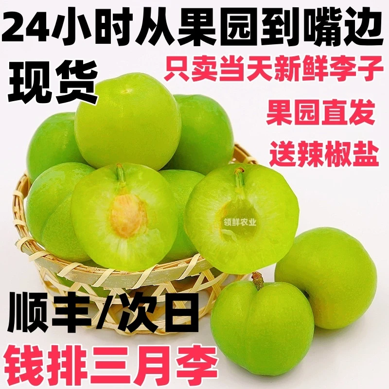 正宗李子新鲜当季孕妇酸水果梨三月李现摘三华李时令青李包邮1斤