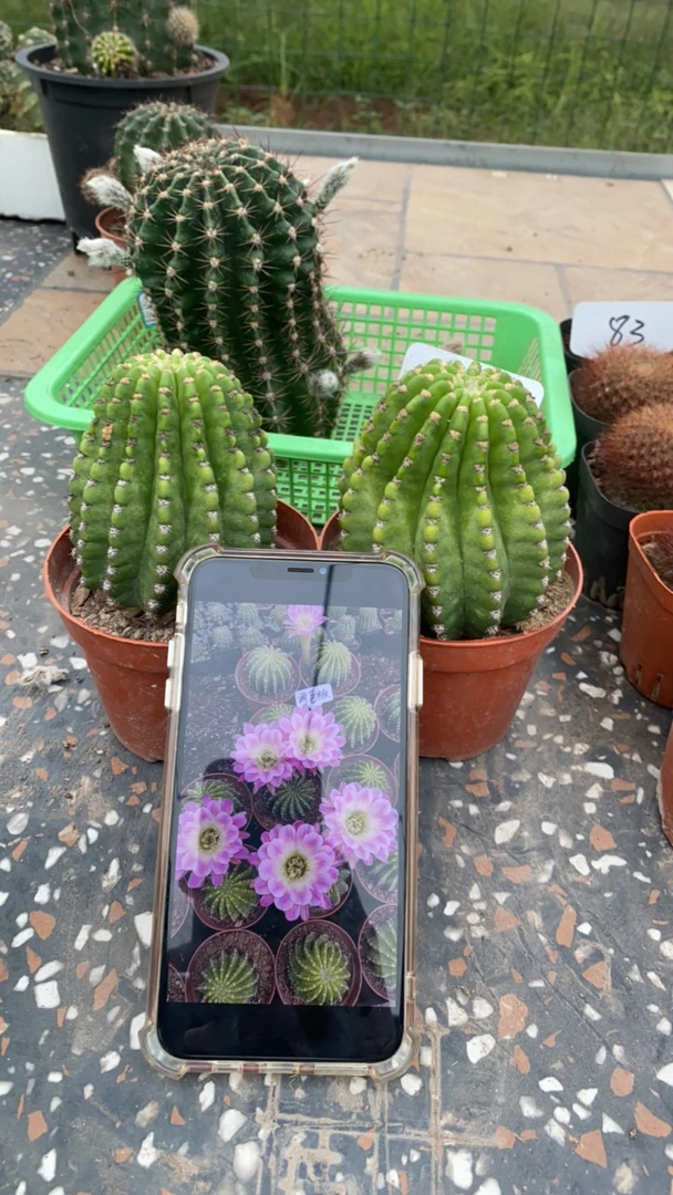 丽花品种球调色版