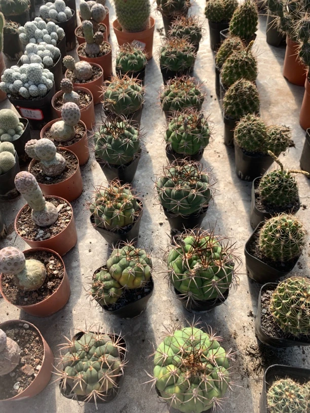 新世界仙人球！！！