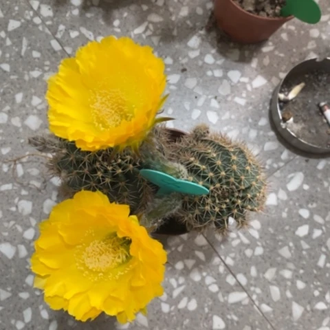 家***金双头黄花彩草仙人球