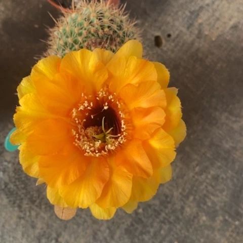 百*橘黄彩草仙人球7号