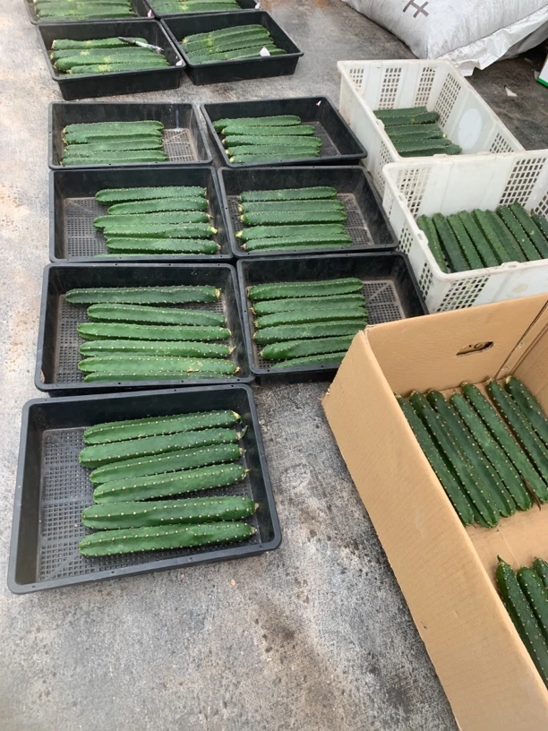 各种长度袖普仙人球