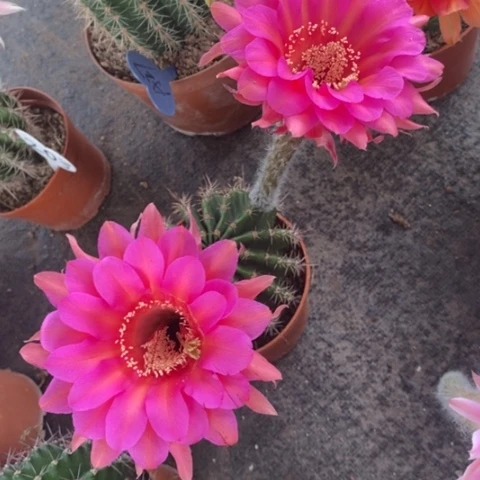 295号重瓣彩草仙人球