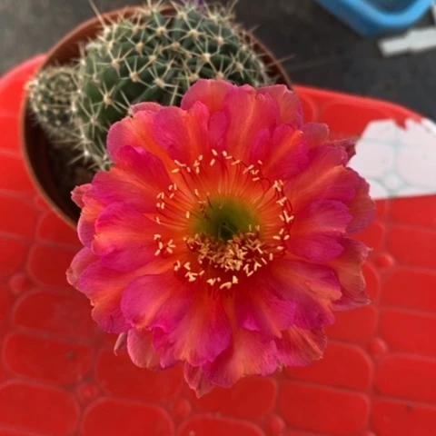 与*红花彩草仙人球！！！123