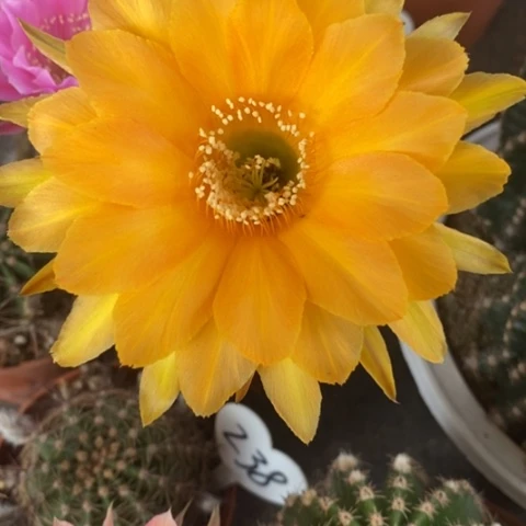 288号彩草仙人球