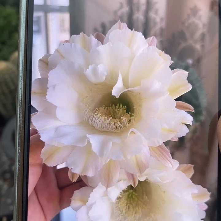 3公分彩草侧芽仙人球