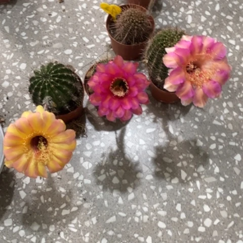 木**化3颗彩草仙人球！！！
