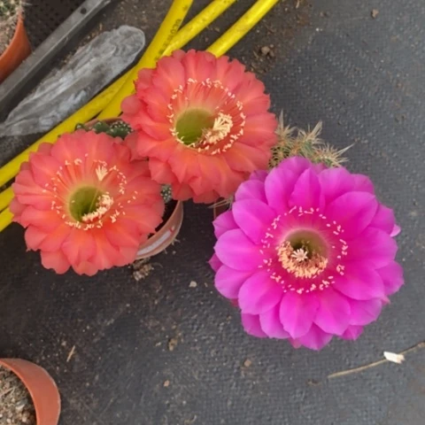 红花紫花彩草仙人球