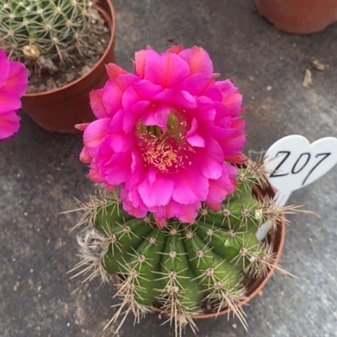 烈****愁紫花重瓣彩草仙人球