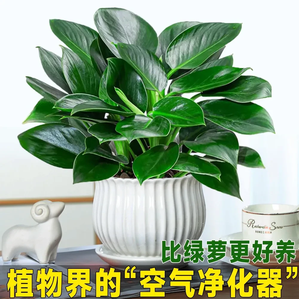 【吸除甲醛】大叶金钻室内绿植吸甲醛植物客厅桌摆除甲醛鲜活物金钻