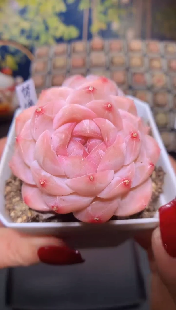 【闪购商品】559梦一