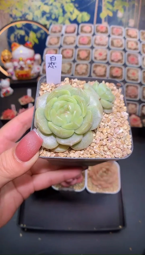【闪购商品】047白恋