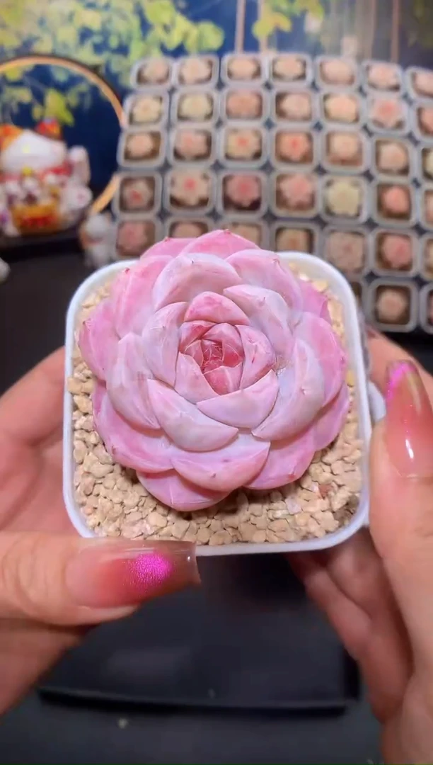 【闪购商品】438浮世绘